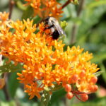 Put Some Buzz in Your Landscape by Helping Pollinators