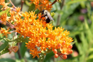 A bee is hard at work pollinating this butterfly milkweed.