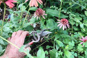 Let some spent flowers on your plants as a seedy food source for birds.