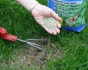 Fill in thin and bare patches with new grass seed to head off bare soil that weeds adore.