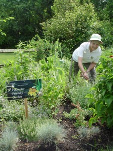 Maryann Skubecz working in her pollinator friendly garden.
