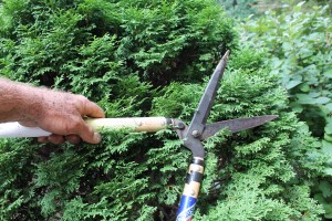 Shears are mainly useful for trimming hedges.