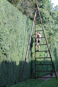 Trimming 18-foot-tall boxwood walls is a monumental effort.