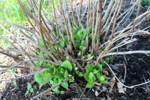 Once you're sure branches or branch tips are dead, prune them off. Here, only new basal growth is emerging from these hydrangeas.