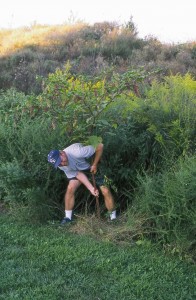 Weeds are a lot easier to pull when they're babies than when they get to this size...