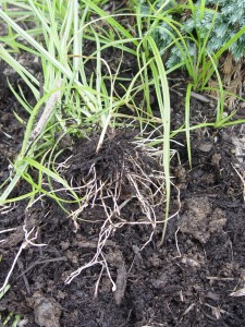Nutgrass (nutsedge) has an extensive root system. New shoots can come from bulblets or pieces of roots left behind, which makes it hard to eradicate by pulling.