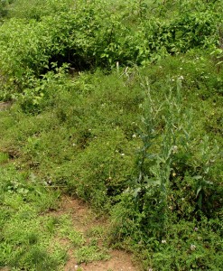 The best way to stop this from happening is to prevent weeds in the first place... or get rid of them when they're young.