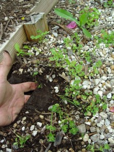 Weeds are germinating on the top of this bed that's protected with a weed fabric topped with a light layer of stone.