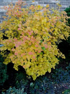 Fall foliage of fothergilla 'Mt. Airy.'