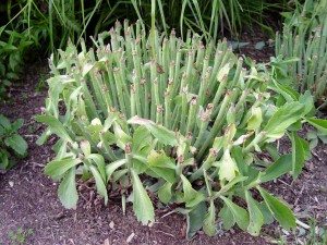 Sedum will stay more compact in late season when it's trimmed in late May or early June.