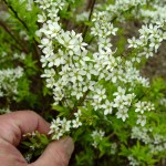 Top 10 Flowering Shrubs