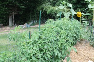Heng Lim's tomatoes are looking pretty healthy despite the rain-fueled disease pressure.