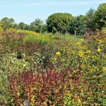 How to “Meadowscape” Your Yard