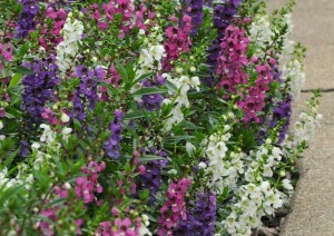 You mean you have to replant these every year?
