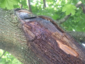 Wet spots or soft, dark areas are signs that an infection may be occurring.