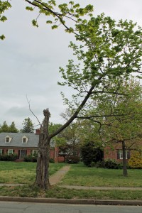 It's probably time to give up on this tree...