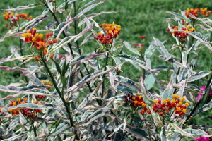 Milkweed 'Monarch's Promise'