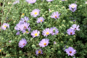Aster 'Raydon's Favorite'