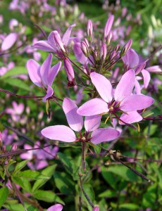 Closeup of Senorita Rosalita's flowers.