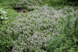 A creeping thyme groundcover in flower.