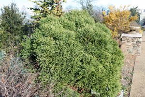 cryptomeria.Globosa.Nana