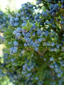 Fruits of eastern red cedar.