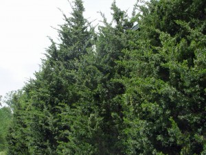 Eastern red cedars used as a screen planting.