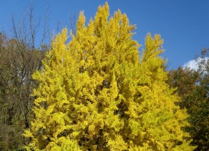 Fall foliage of ginkgo 'Autumn Gold.'