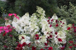 Hydrangea Bobo in the white-flower stage.
