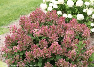 Hydrangea Little Quick Fire (Proven Winners/Color Choice photo)