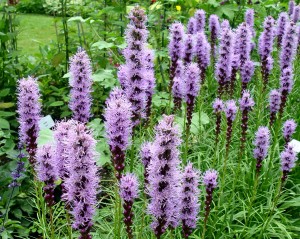 Liatris 'Kobold' (blazing star) in bloom.