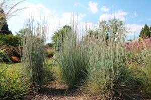 Little bluestem Blue Heaven at Longwood Gardens.