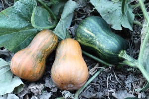 Butternut squash 'Honeynut'
