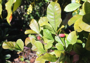 Miracle fruits turn our sour taste buds sweet.
