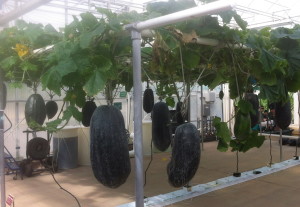These are winter melons hanging from a support at Epcot's Land Pavilion.