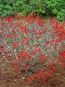 Winterberry 'Red Sprite' in winter with its red fruits.