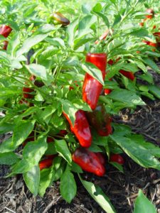Green peppers aren't yet mature. Wait if you want them to turn red, gold, orange or whatever they're ripe color is.