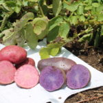 Glorious Harvest (Mostly)