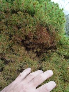 Another dwarf Alberta spruce under attack from spider mites.