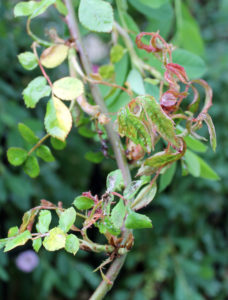 This rose is suffering from rose rosette disease.