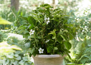 Blackberry Baby Cakes Credit: Star Roses and Plants