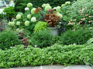 Container plants aren't just for use on decks and patios. They add colorful focal points within gardens as well.