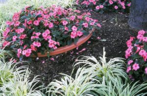 Buried pots help annuals avoid tree-root competition.
