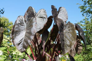 Elephant ears Black Coral makes an impressive pot centerpiece.