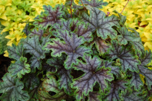Foamybells are one of my favorite shady perennials. This one is Tapestry.