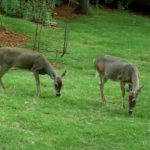 Not in My Yard, Deer