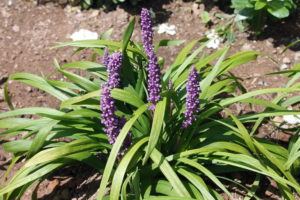 liriope-purple-explosion