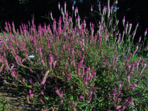 Celosia 'Asian Garden' Credit: All-America Selections