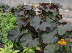 Ligularia King Kong Credit: Walters Gardens