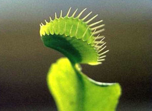 Could we get one of these to grow on broccoli plants?